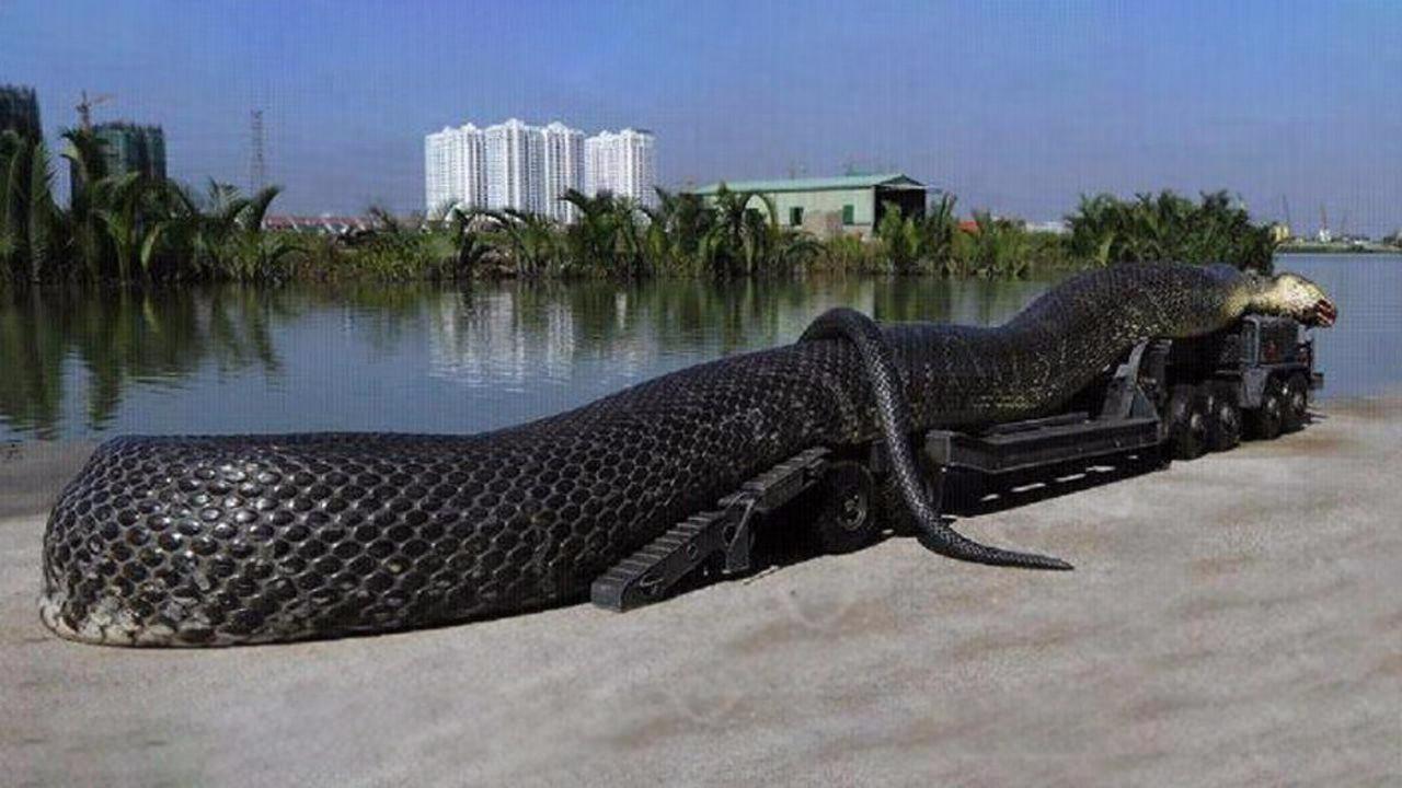 地球上最大的蛇到底有多大?看完大开眼界