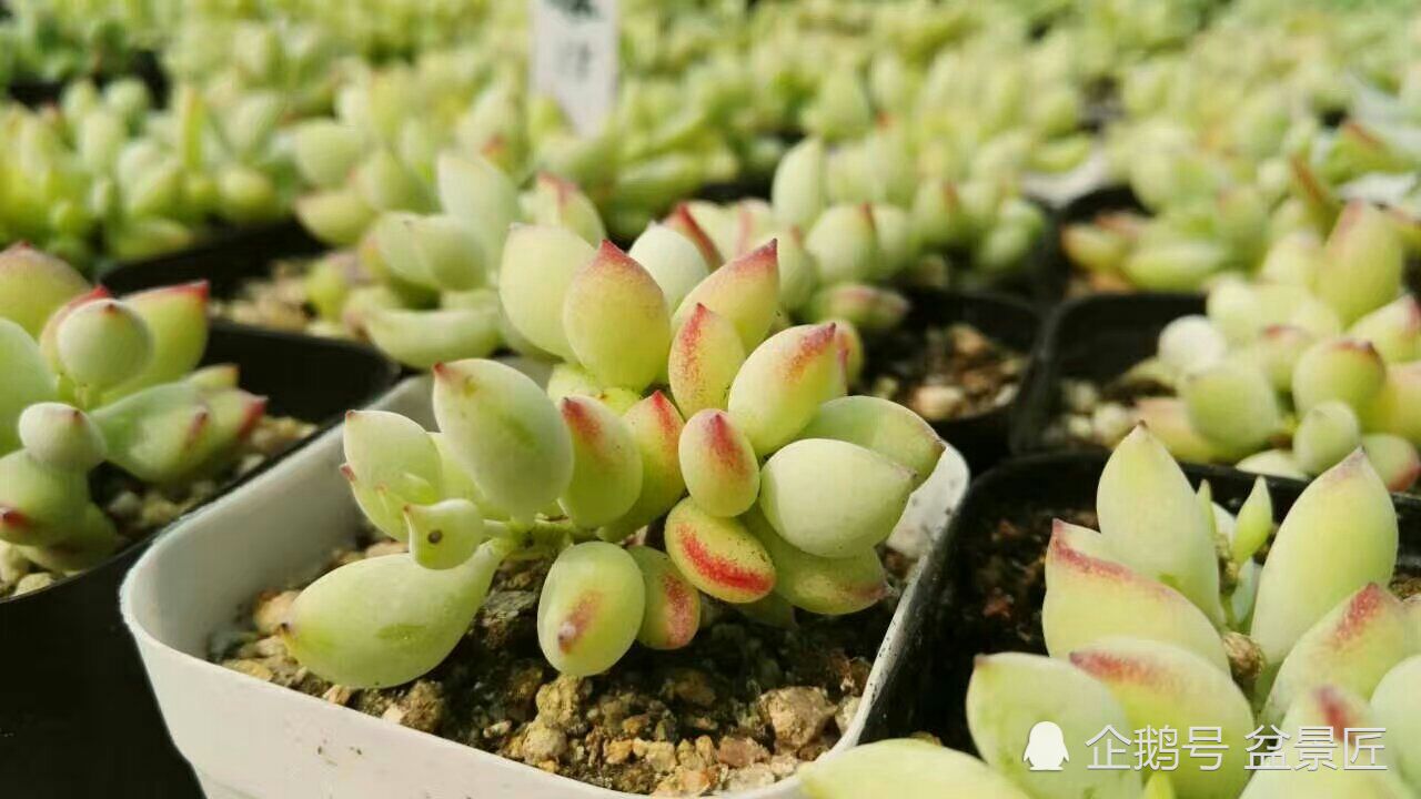 九种散发香味的多肉植物,差点被它的香气迷晕了