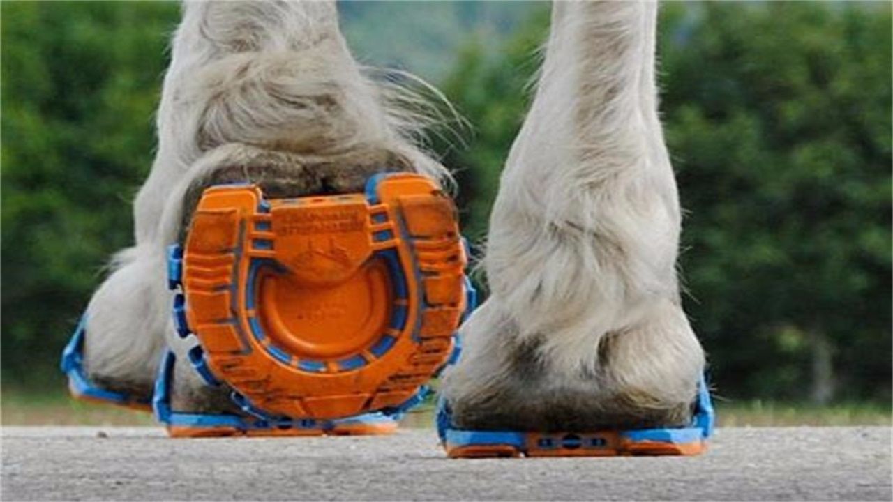 等了6000多万年马终于换上了跑鞋几千年的马蹄铁要被淘汰了