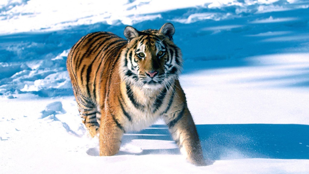 大象,棕熊之类的大型动物虽然比老虎厉害,但是老虎根本不怕它们,如果