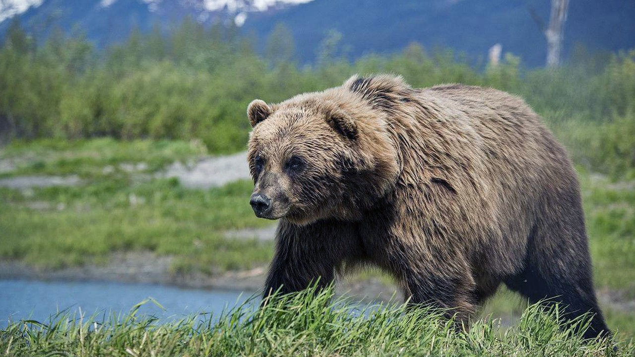 棕熊能一掌推飞狮子和老虎吗?全力一击的力量能达1600千克