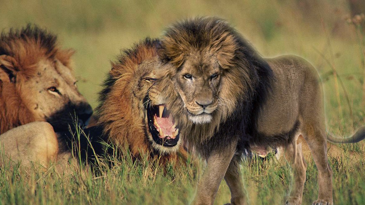 狮子|老虎|雄狮_新浪新闻