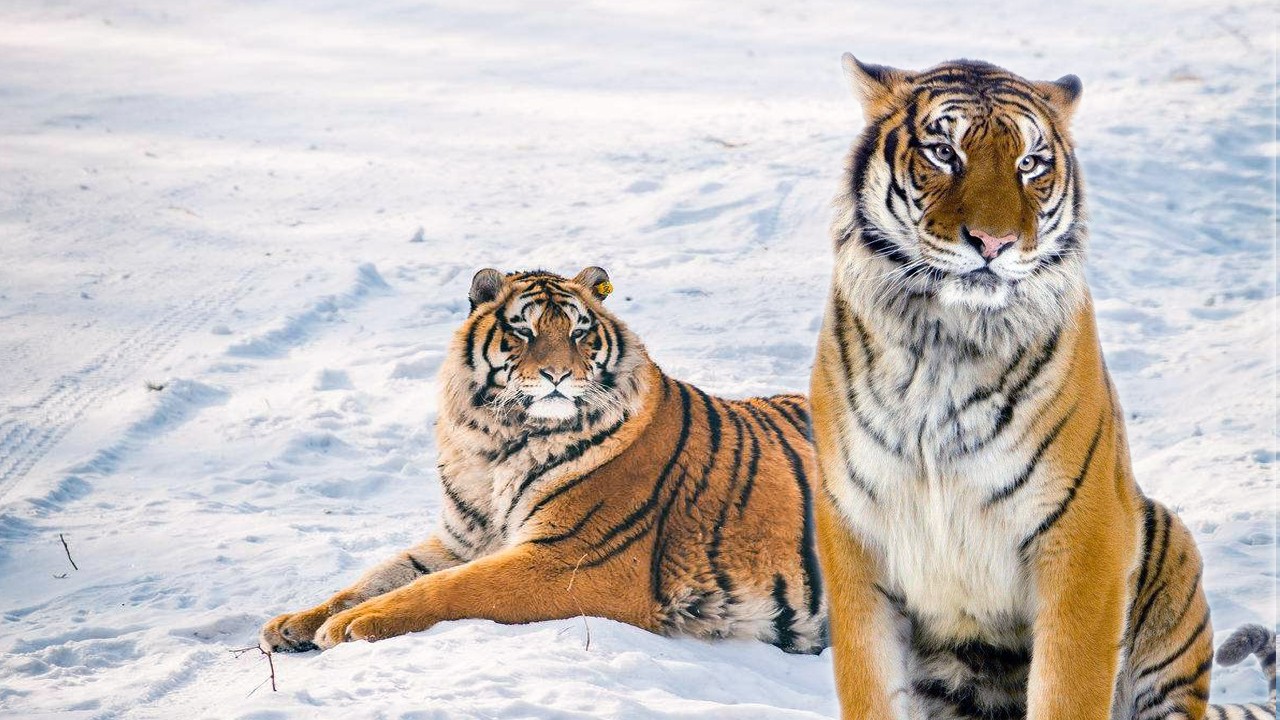 为什么只有狮子有雄字而老虎没有是因为狮子比老虎厉害