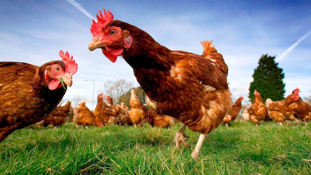 为什么鸡走路时,脑袋总是一点一点的?