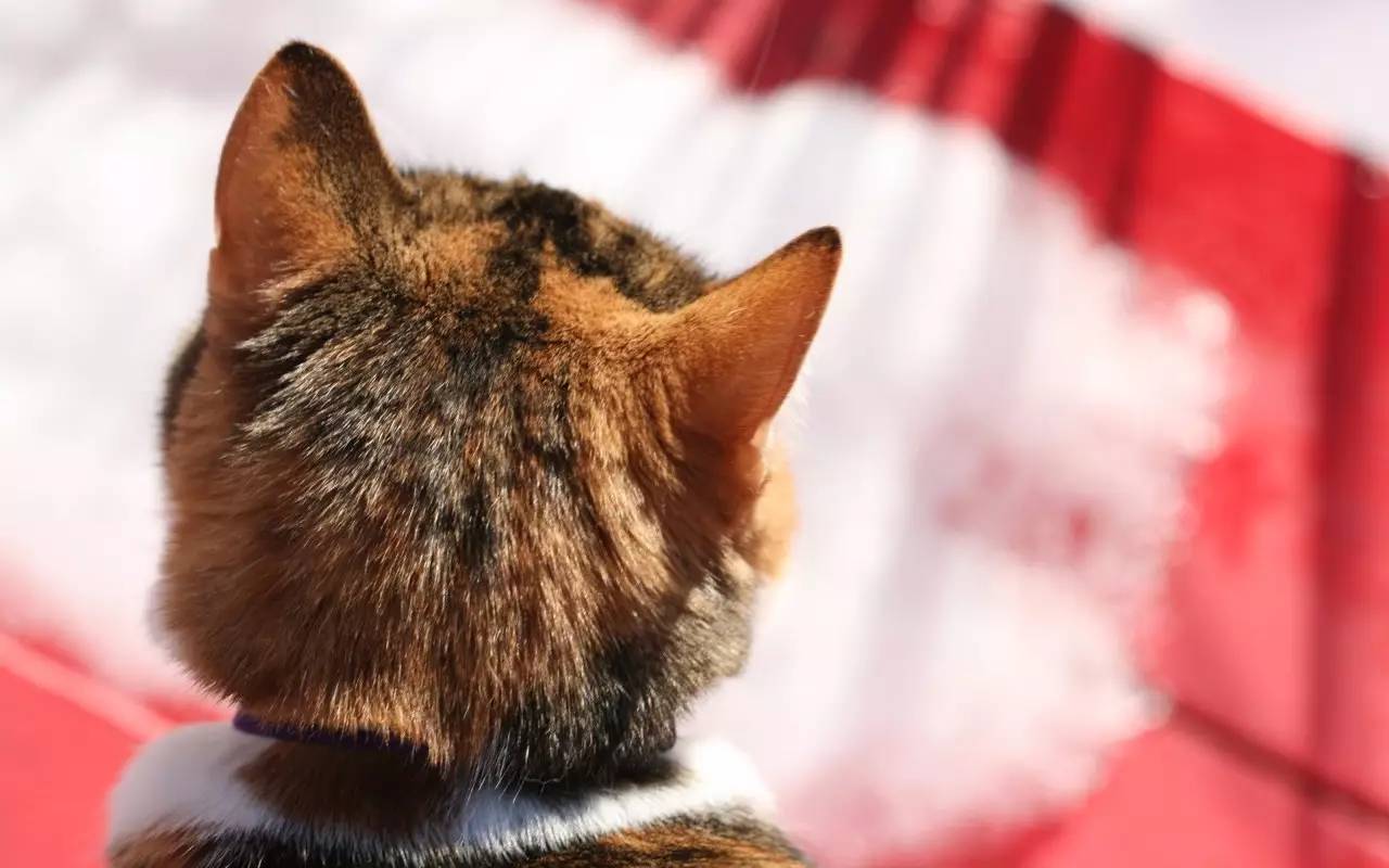 猫咪脑瓜:吸一口强身健体,撸一下精神抖擞