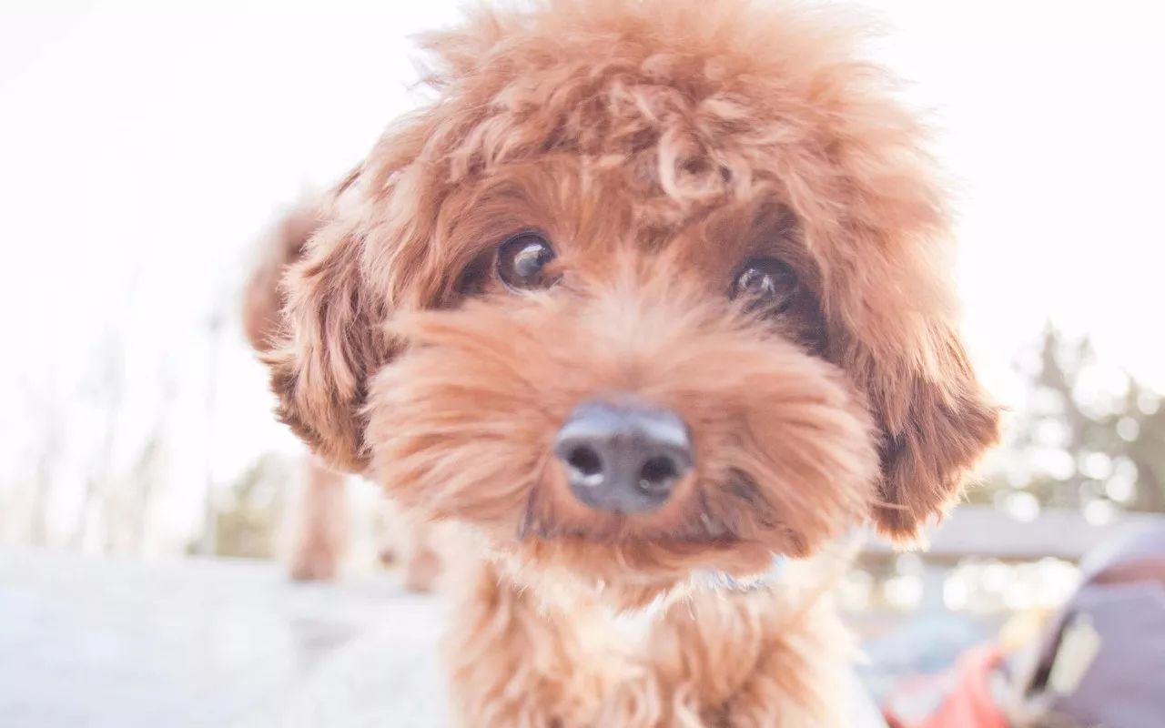 2018狗年犬系老公大分类你喜欢哪一类