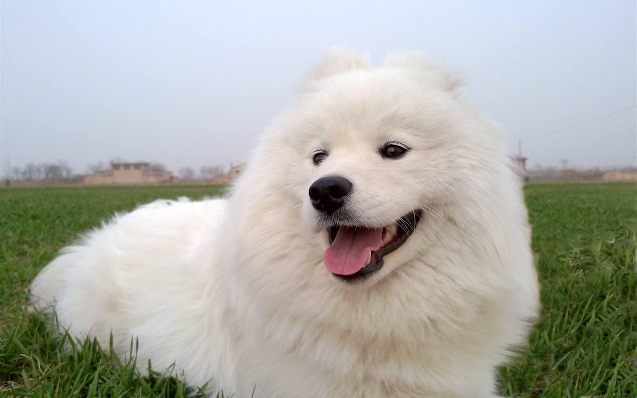 经常性的运动必不可少的,这会促进血液循环,让犬长出更光亮的被毛