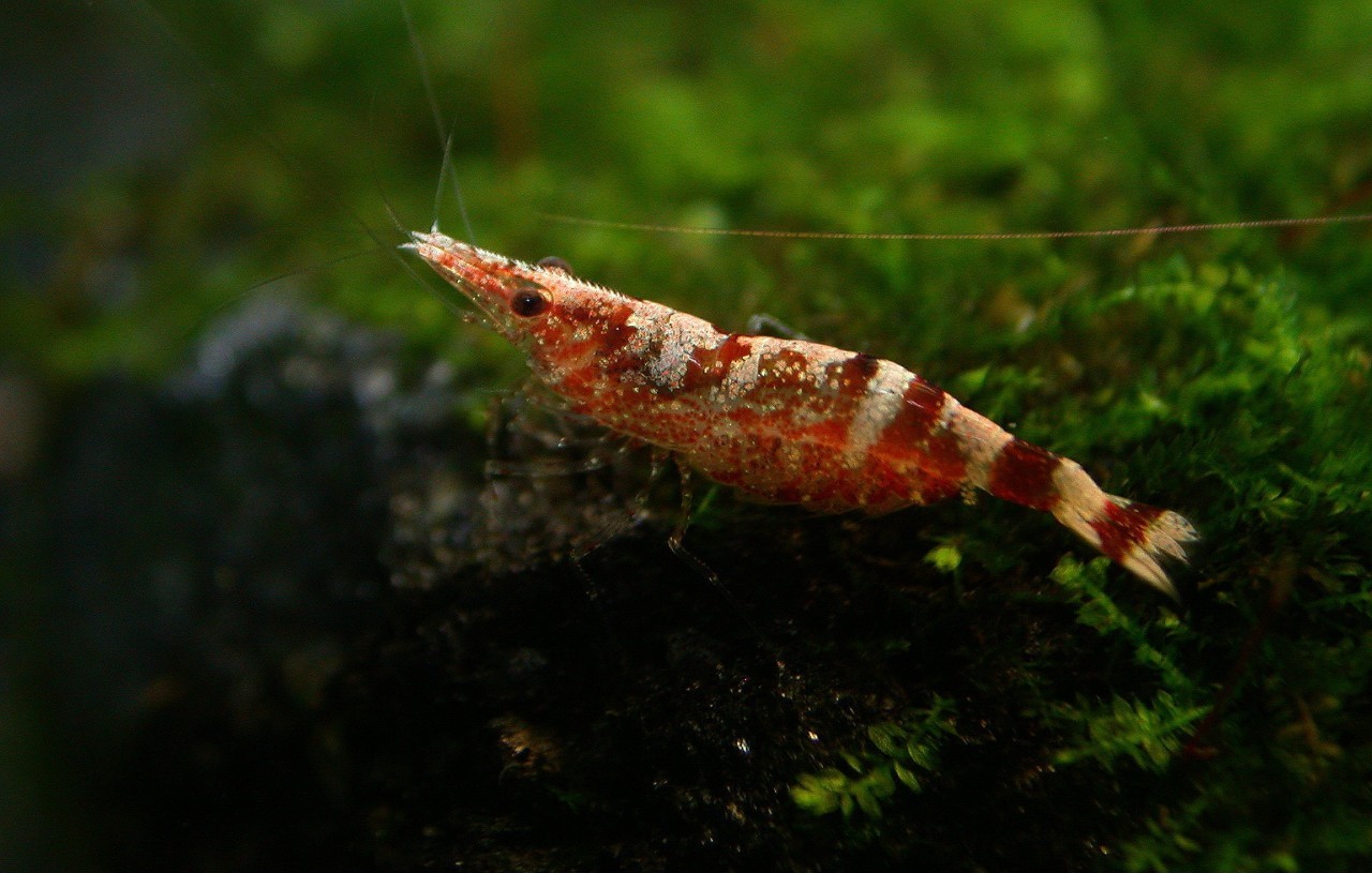 这些都是真正的宠物虾,别老想着怎么吃好吗