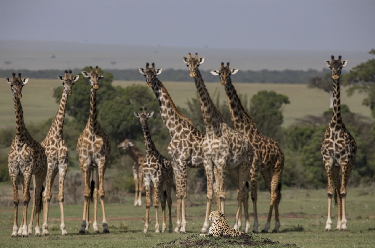 s masai mara)野生动物保护区拍下一群长颈鹿好奇地围观一只雌性猎豹