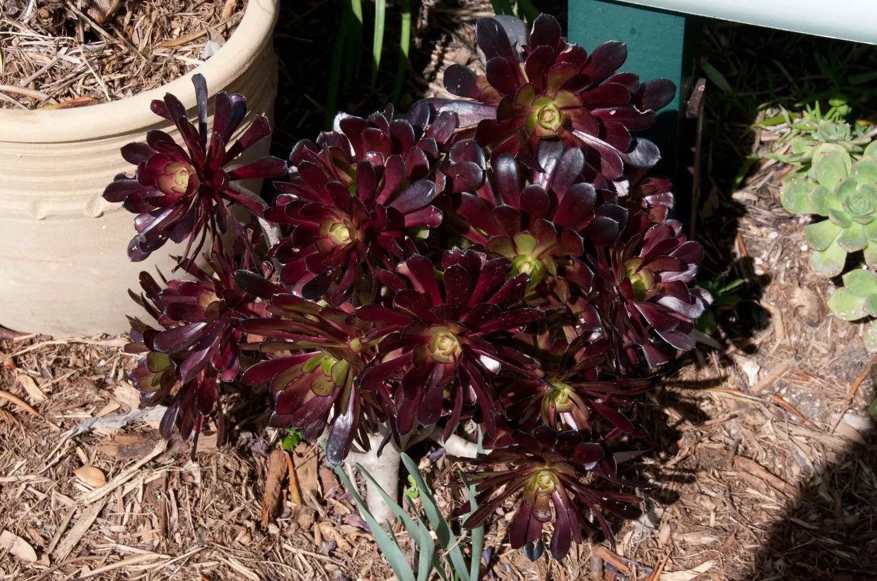 黑法师真的是开完花就死么?为什么还有那么多养它