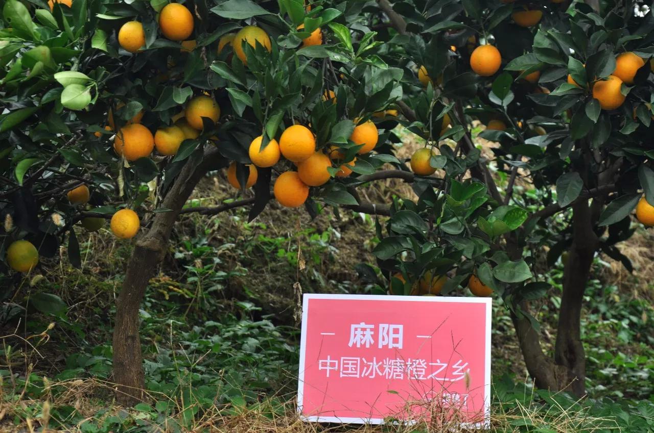 橙子|冰糖橙|麻阳_新浪新闻