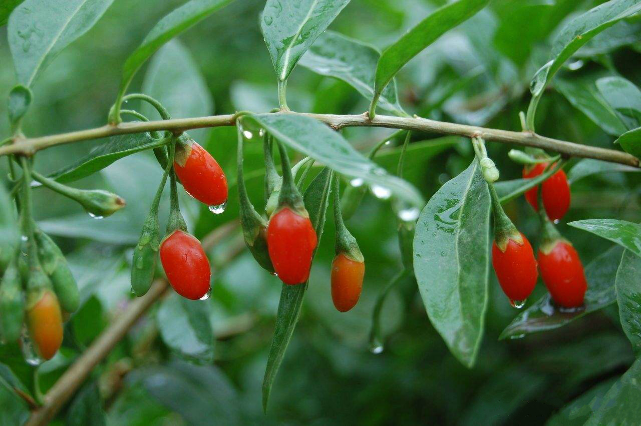 适合年后吃的4种野菜刮油又减脂最后一种农村里挖不完