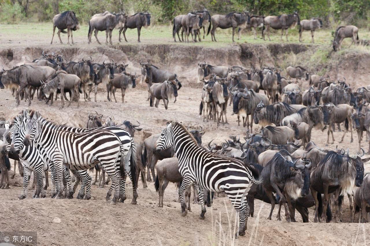 风景|地方|野生动物_新浪新闻