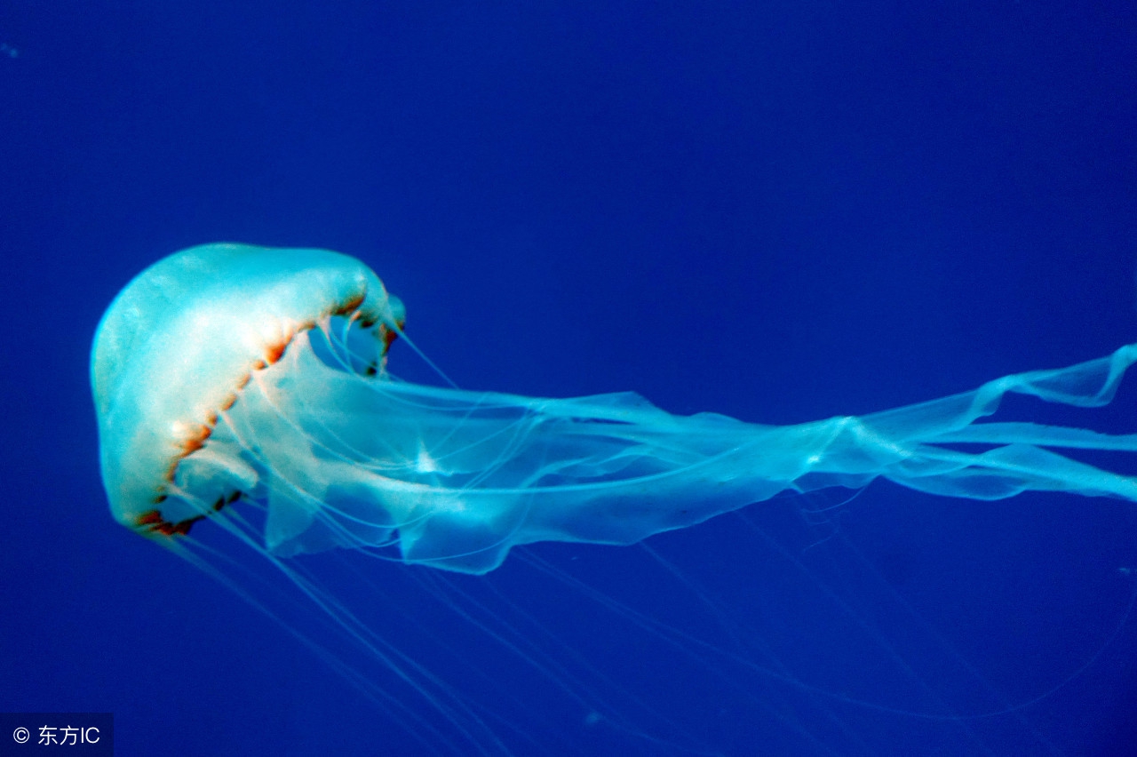 水母图美丽的外表下隐藏着剧毒