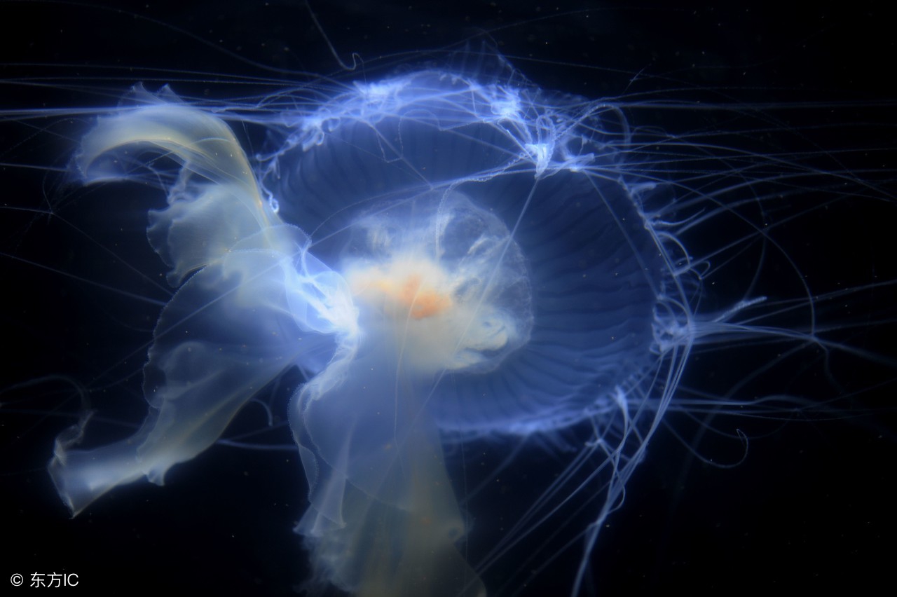 水母图美丽的外表下隐藏着剧毒