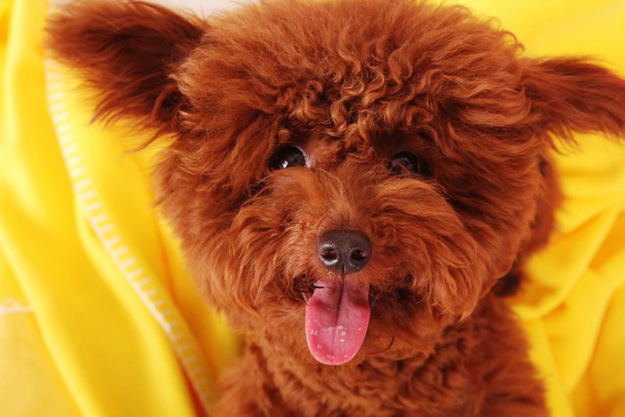 网友在花500块买了一纯黑泰迪,照片放在网上炫耀,结果被骂蠢蛋