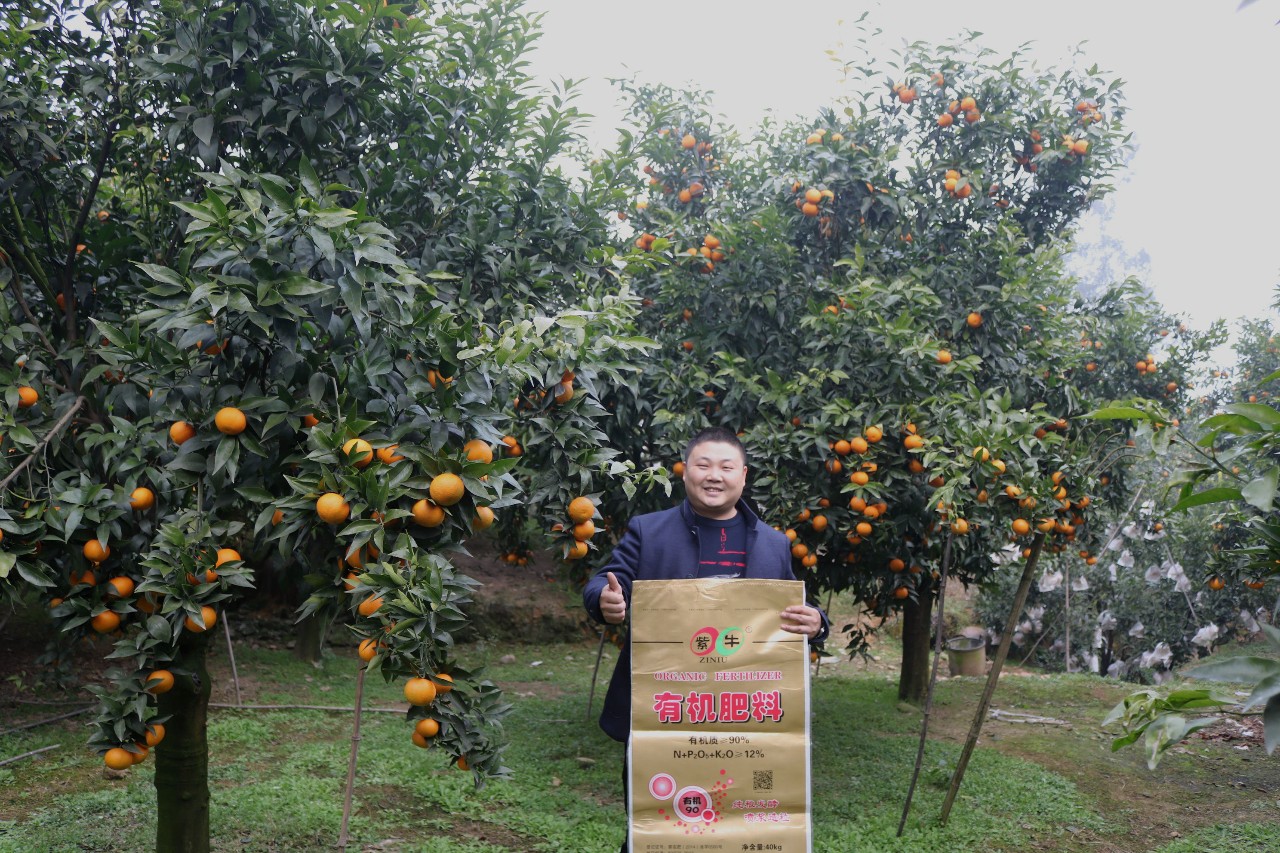 眉山沃柑高接换种两年便能挂果,怎么做到的?