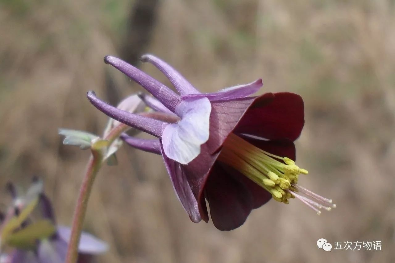 第十个,紫花耧斗菜,学名aquilegia viridiflorapall. var.