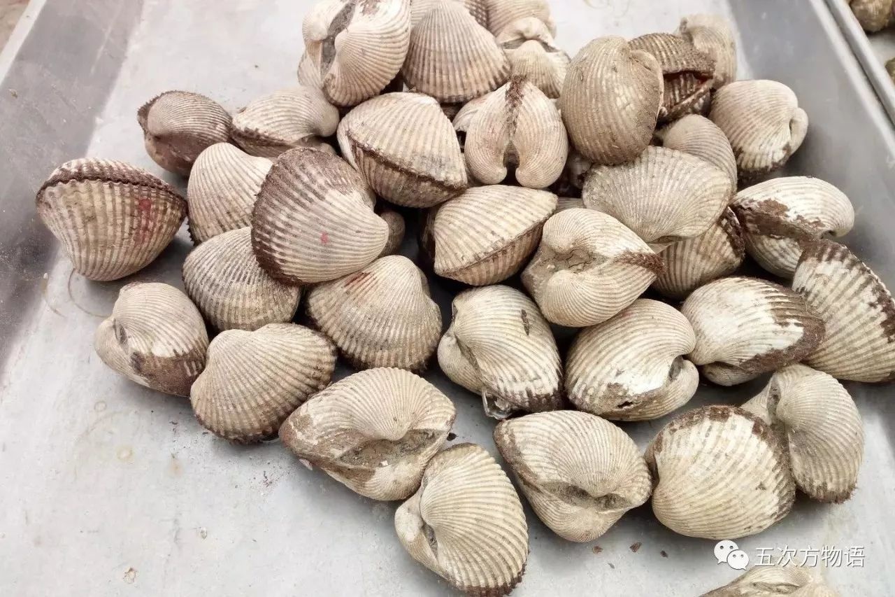 青岛最常见的双壳类海鲜
