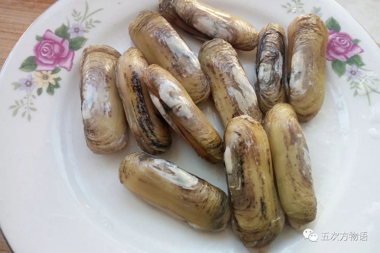 缢蛏(sinonovacula constricta,原产南方,青岛有大量养殖.