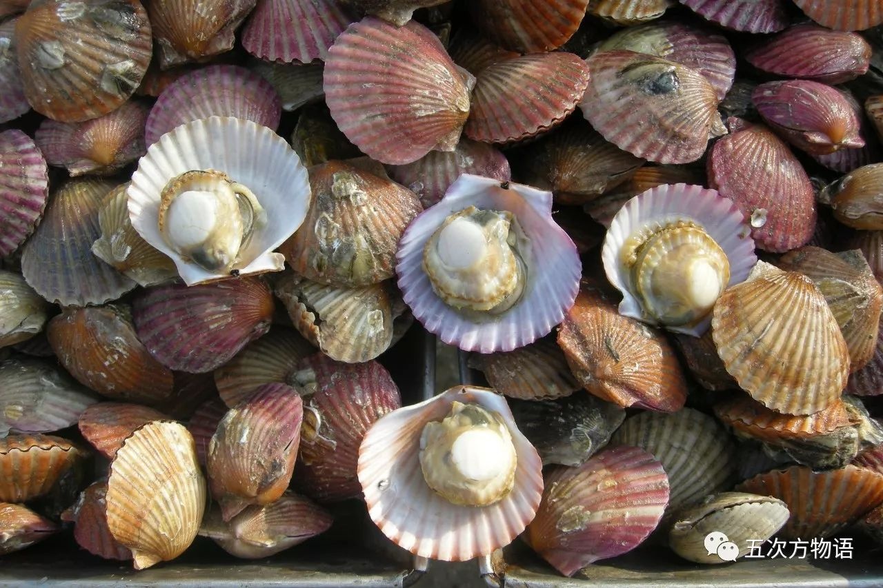 青岛最常见的双壳类海鲜