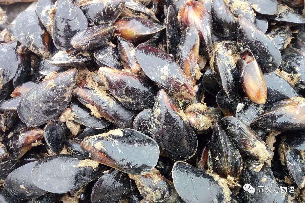 青岛最常见的双壳类海鲜