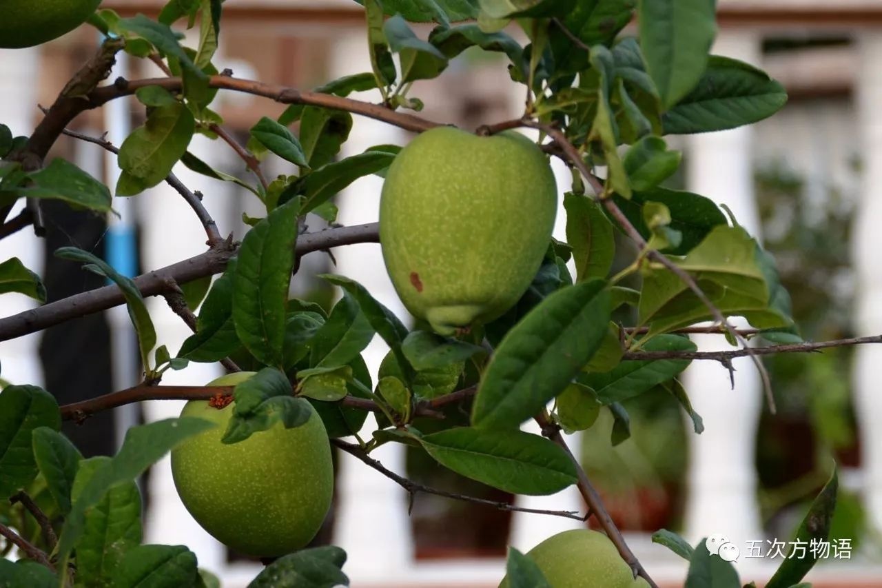 360问答一对黒木桃形手把件木桃摄影图__花草