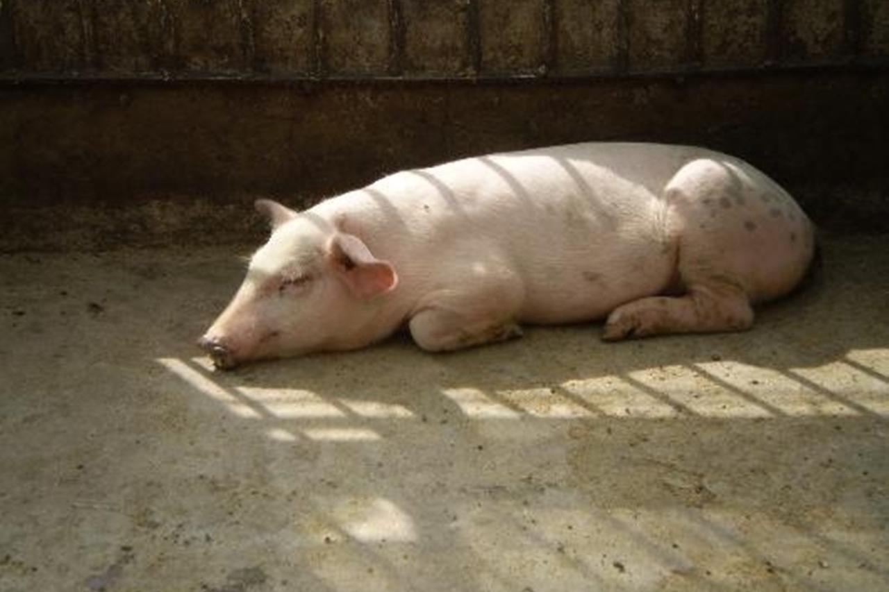 阿富汗全国唯一的猪还是中国送的,在动物园当"国宝"