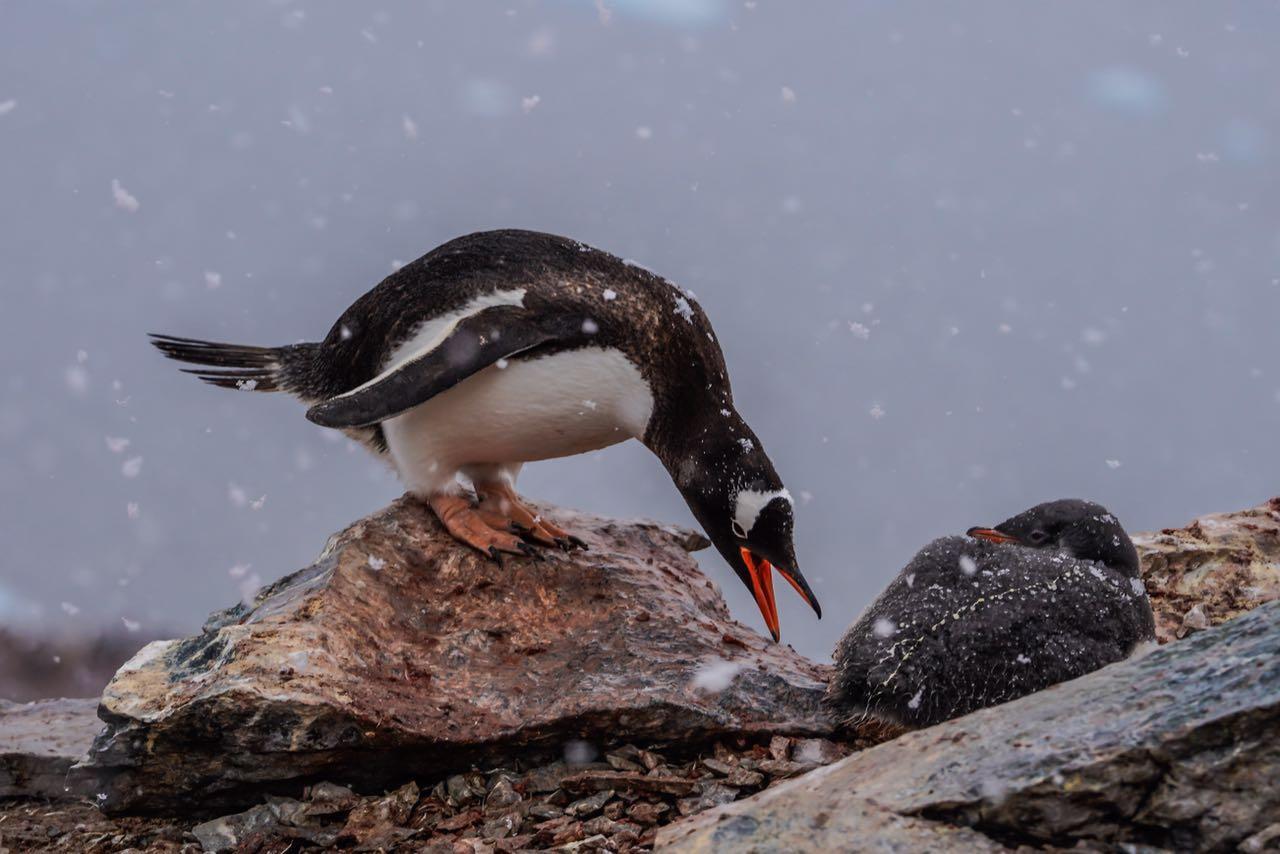 这是从南极前方发来的照片,里面有你们心心念念的企鹅!
