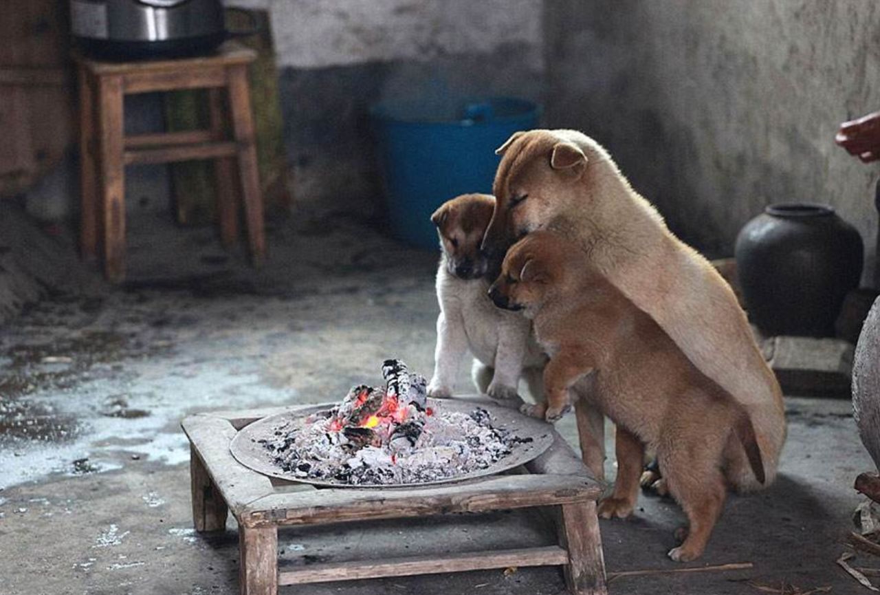 狗狗在炉边烤火醒来闻到烤肉味皮这一下你就开心了