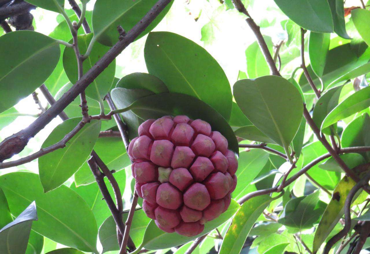 农村4种奇葩野果,第二种长的像"樱桃",最后一个很多人没见过