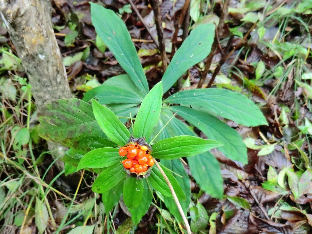 农村一种奇怪野草是山区农民的救命草48元只能买十克