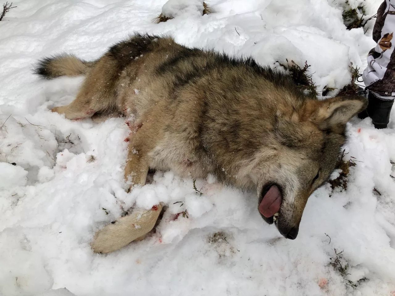 2018年1月2日,共有8头狼倒在了瑞典人的猎枪下.