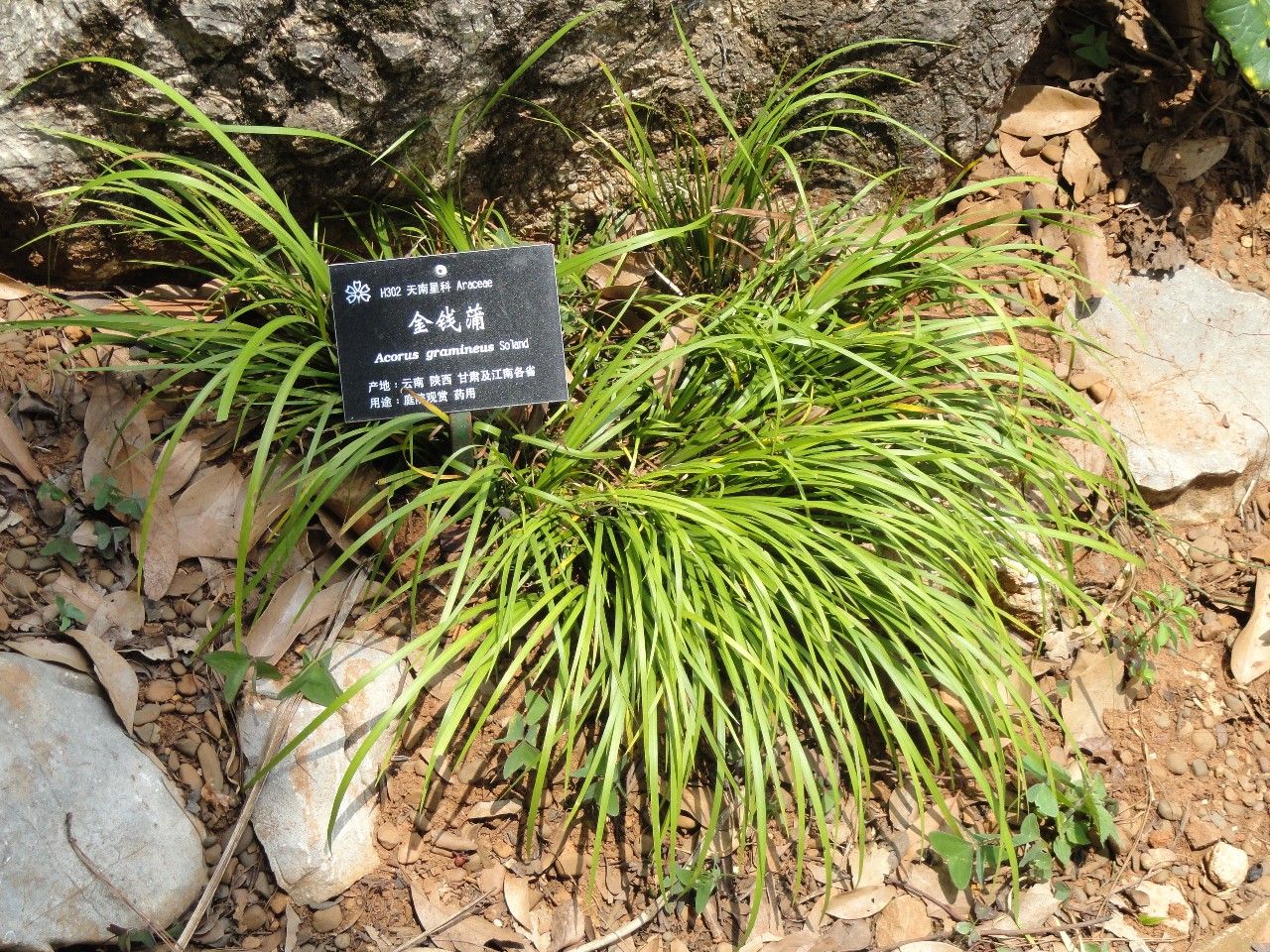 4种匍匐在地面上生长的花卉，一不小心就长满整个院子，要小心啦