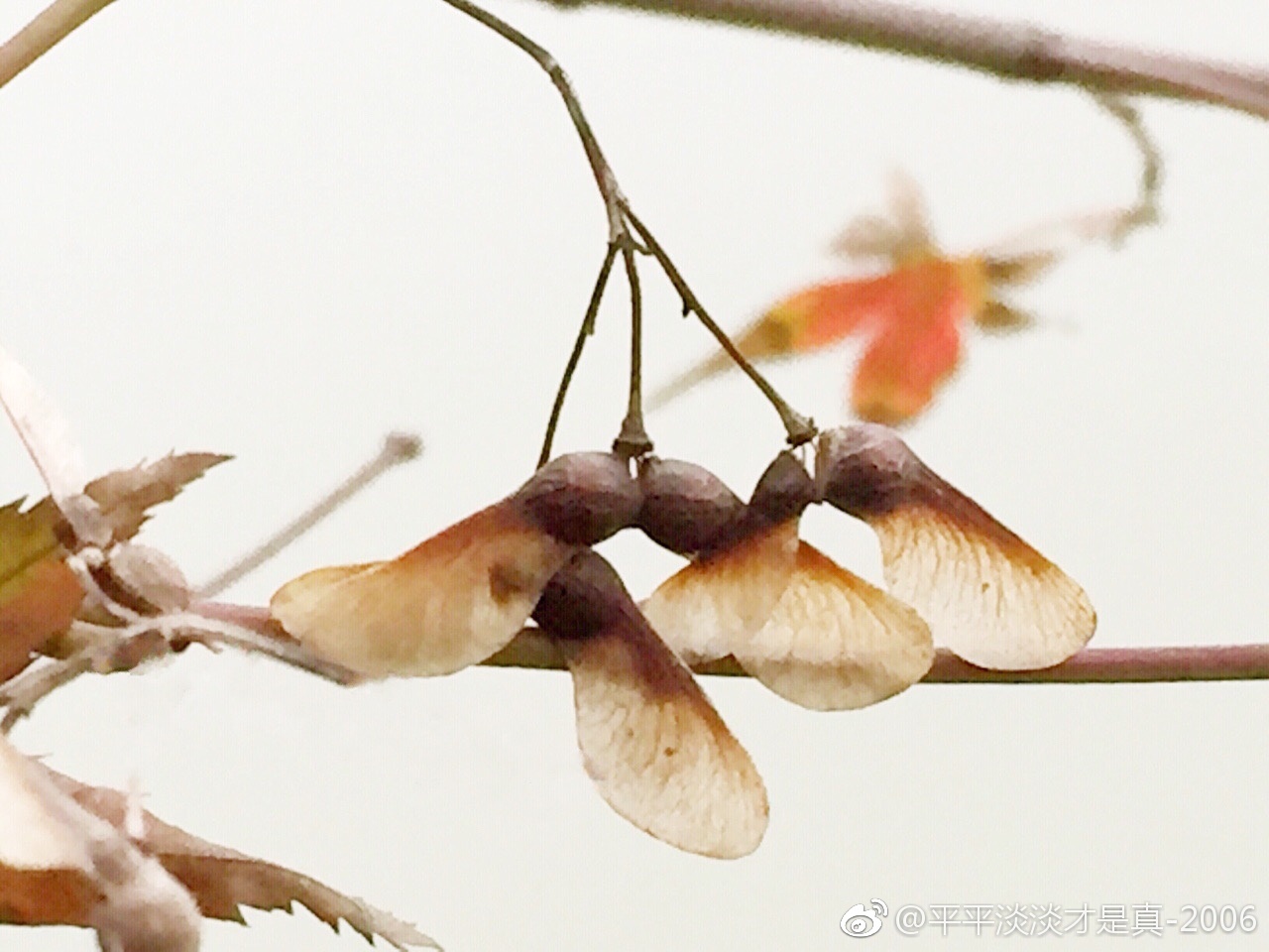 枫树种子|枫树|种子|图库|冯飞燕|轻轻_新浪新闻