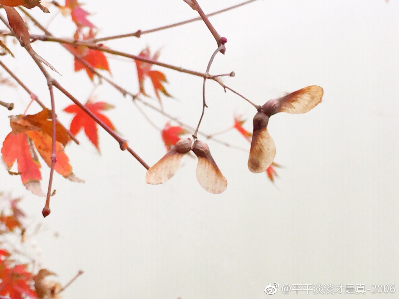 枫树种子|枫树|种子|图库|冯飞燕|轻轻_新浪新闻