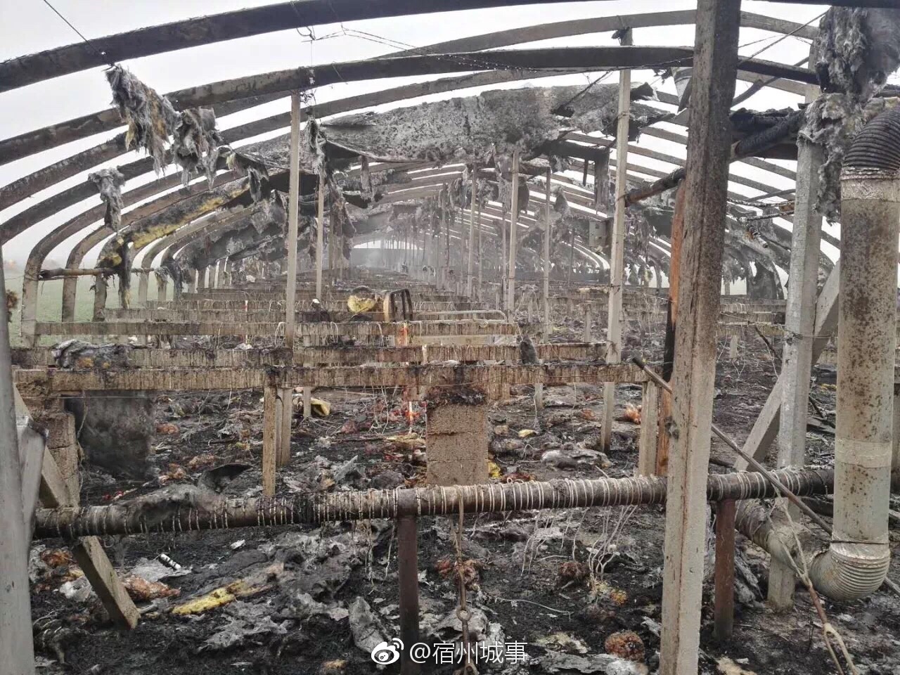 突发!泗县瓦坊一鸡棚夜间突发大火,损失惨重