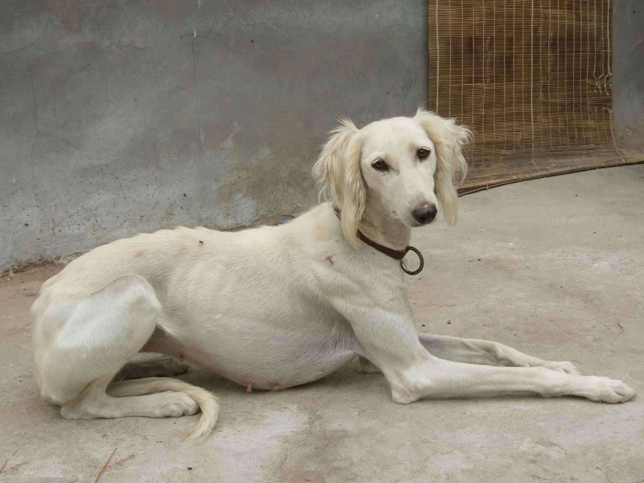 中国本土奔跑速度最快的狗狗,不输国外犬种,可惜难以正名|细犬|犬种