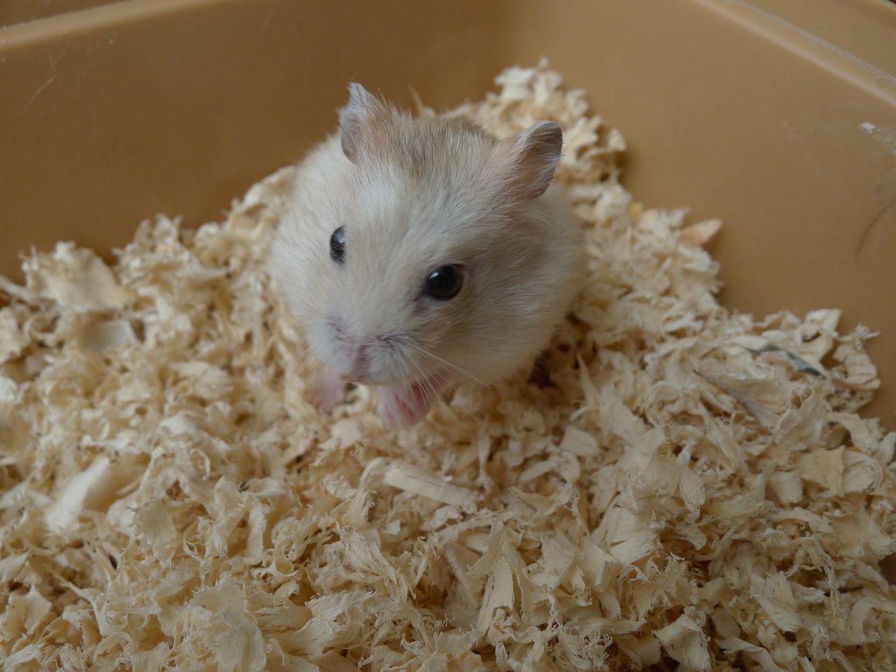 仓鼠生病的几个症状,这个治疗方法告诉你,避免手足无措