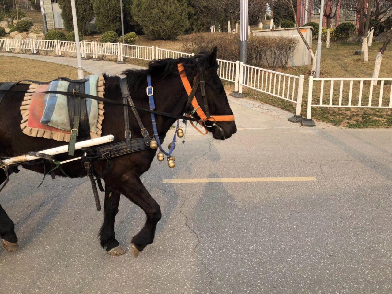 西安世园会马拉车别只顾赚钱 马根本不能休息[费解]