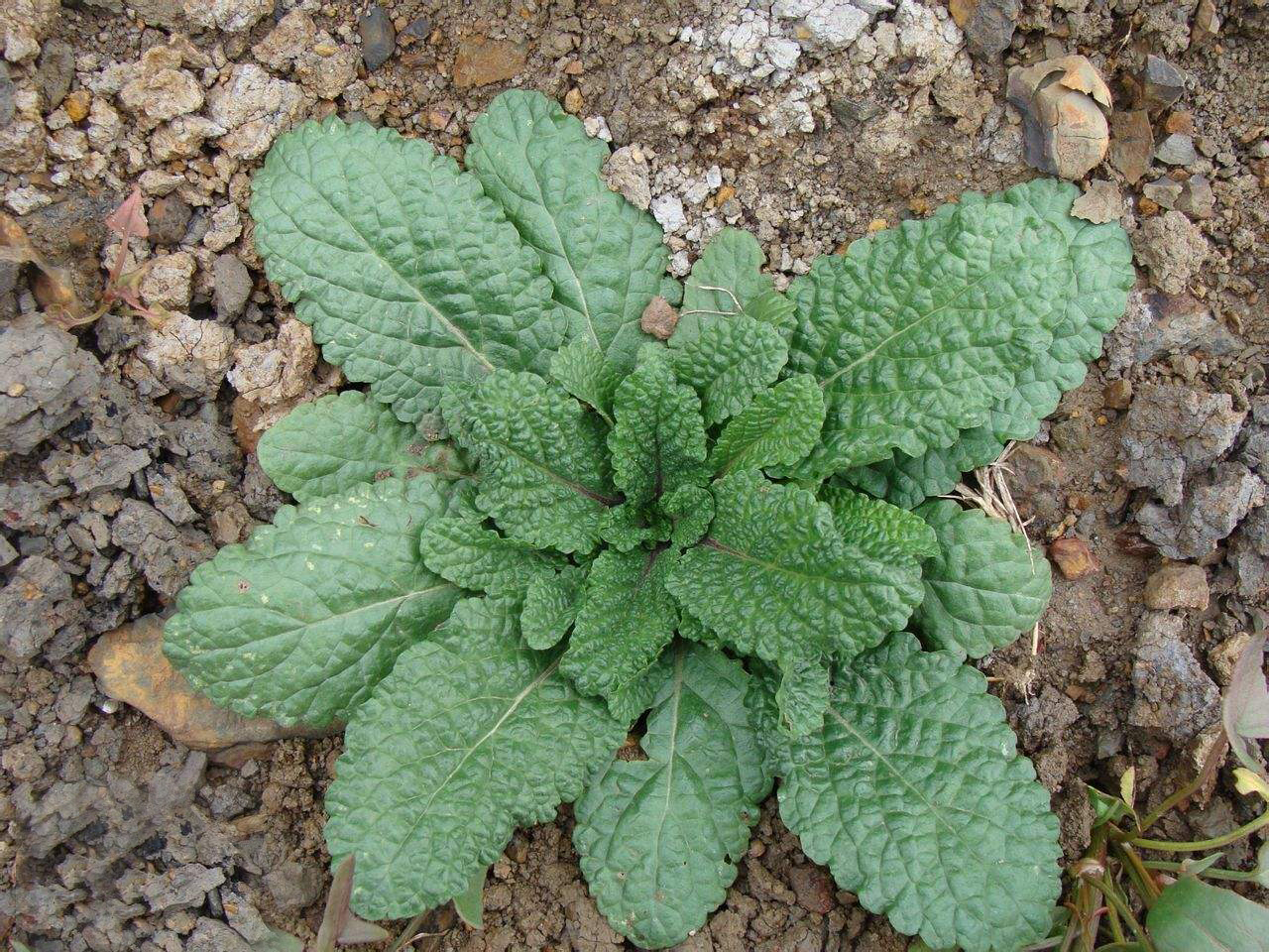 农村这4种奇葩野菜,长得丑又难闻,最后一种45元一斤成稀罕货