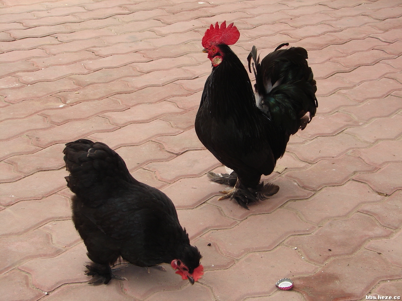 宠物也可以是只鸡大家见过这些宠物鸡吗