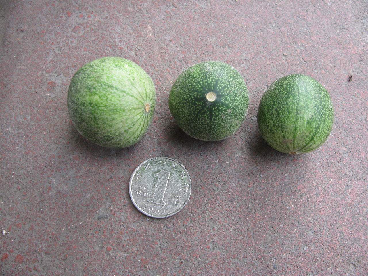 农田里这种外来"小西瓜",曾让农民痛恨,如今40元一斤成发财果