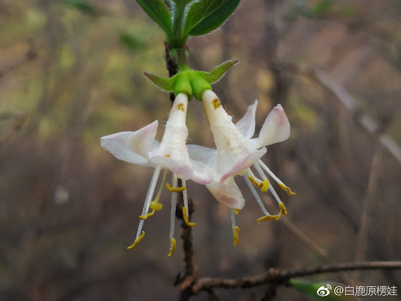 秦岭野生金银花开了也叫忍冬