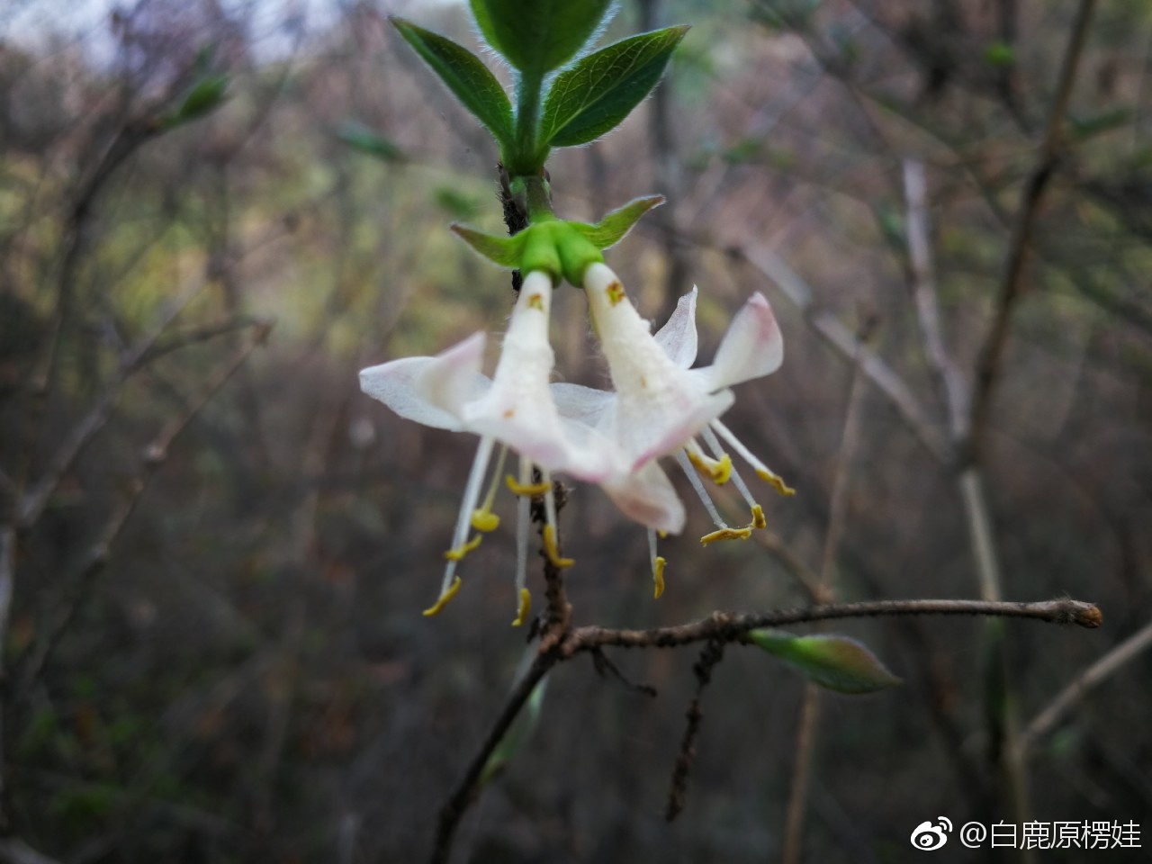 秦岭野生金银花开了也叫忍冬