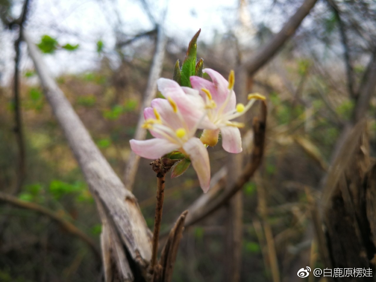 秦岭野生金银花开了也叫忍冬