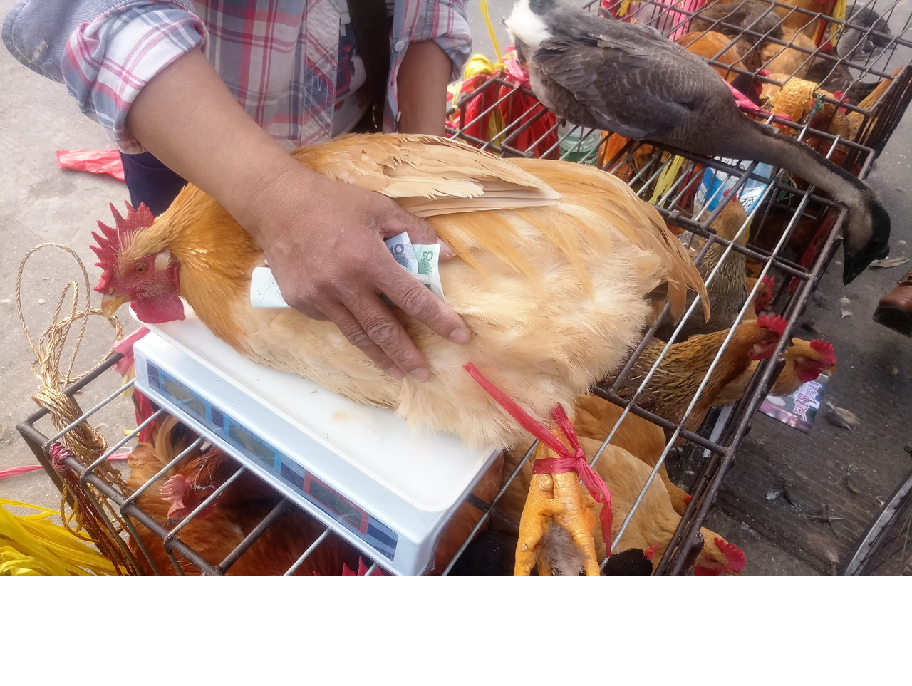 趁圩赶集—广州元宵节市场,买鸡鹅,鲜花,斩料加餸是三大主题