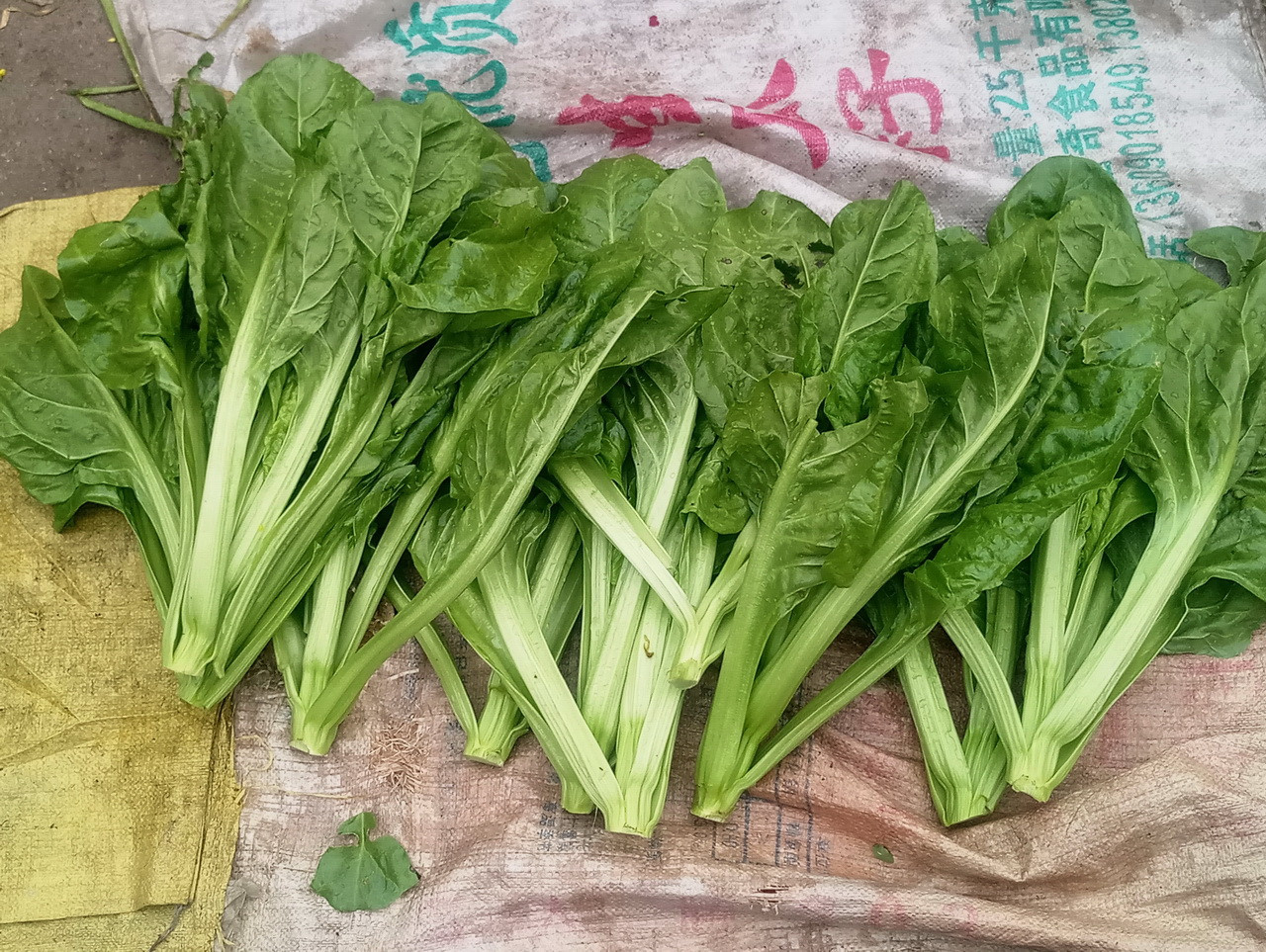 猪乸菜(莙荙菜)倒是很鲜嫩,想吃了.摩托车尾上的猪乸菜.