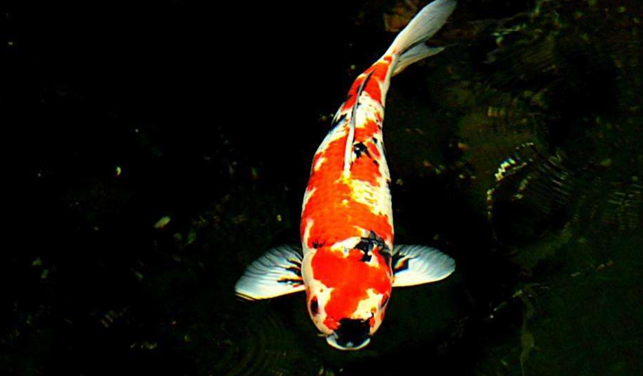 大家不会相信转发锦鲤有好运,这个地方锦鲤确实一件烦心事!