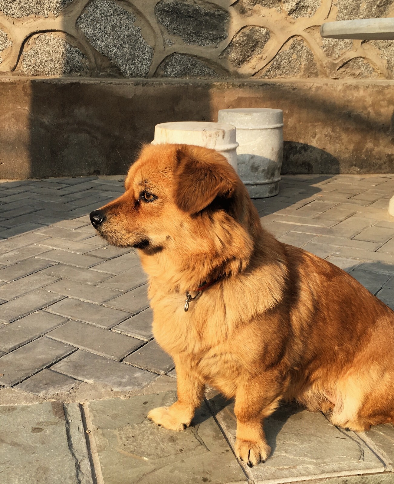 香山有条狗叫阿黄